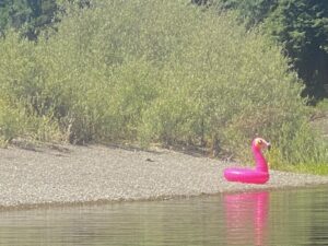 Pink flamingo float by beach